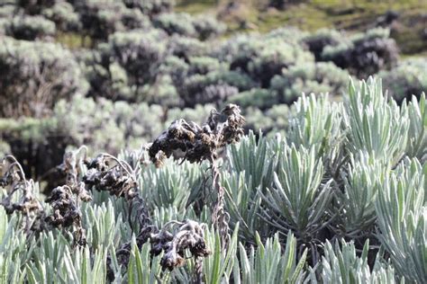 Mengenal Edelweiss Bunga Abadi Yang Terbakar Di Gunung Gede