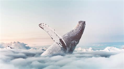 Sky Whale on Behance