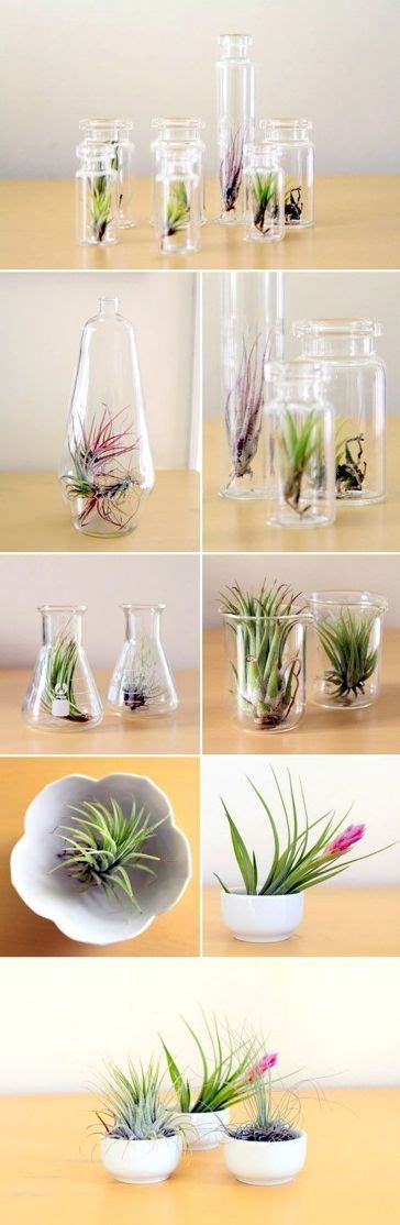 Air Plants Diy Ideas In Home53 Air Plants Diy Plants Air Plants Wedding