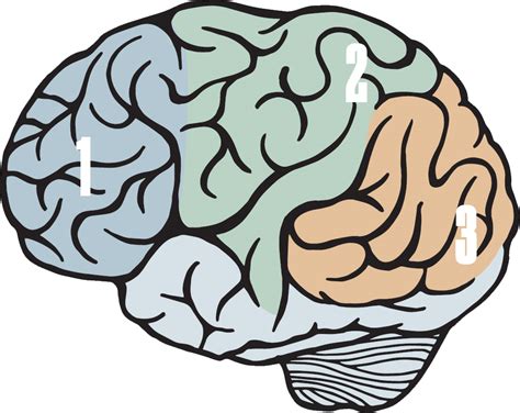 Magazine Illustration Of A Brain With Sections Labeled Free