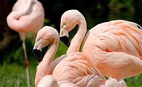 Big Labels Petits Prix Livraison Gratuite Rapide Le Flamant Rose Nos