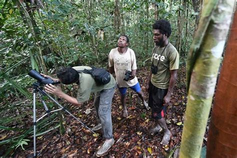 Cara Menjaga Kelestarian Burung Cenderawasih