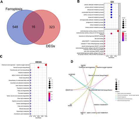 Frontiers Identifification And Validation Of Ferroptosis Signatures