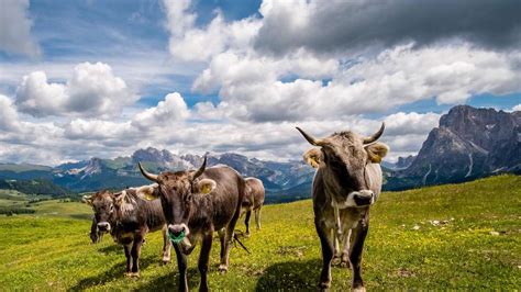 Allgäuer Tierskandal Das dritte Verfahren beginnt