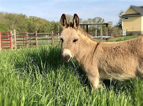 Mini Donkey Farms in Florida: A Growing Trend | Paraiso Island