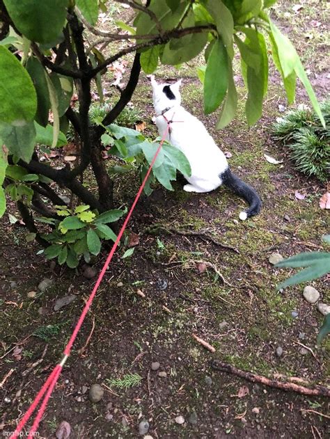 Just Taking My Cat For A Walk In The Rain You Know Normal Cat Stuff