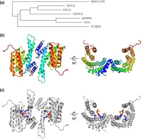 Sequence and structure analysis of 14-3-3 proteins. a A phylogenetic ...