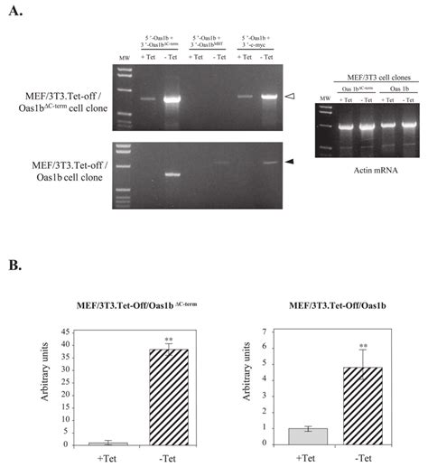 Inducible Expression Of Oas1b MRNA In Stable MEF 3T3 Tet Off Cell