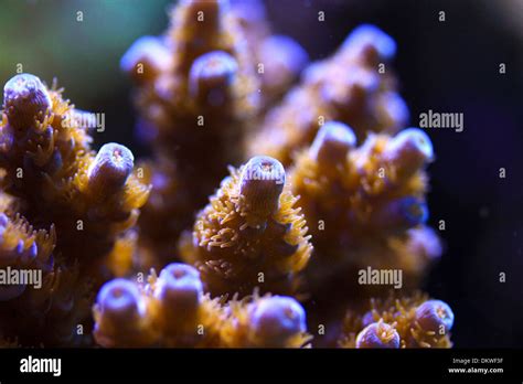 Acropora Chesterfieldensis Fotograf As E Im Genes De Alta Resoluci N