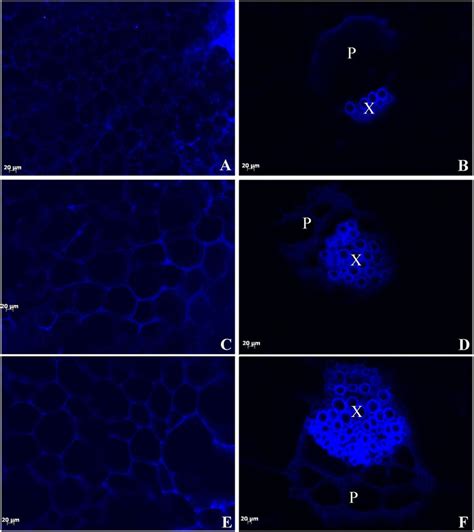 Fluorescence Micrographs Showing Surface And Transverse Sections Of