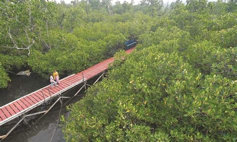 Foto Wisata Hutan Mangrove Milik Desa Di Kabupaten Morowali Koran