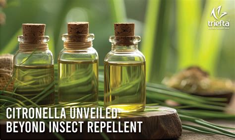 Citronella Unveiled Beyond Insect Repellent Triefta Aroma Nusantara A Way To Go Nature