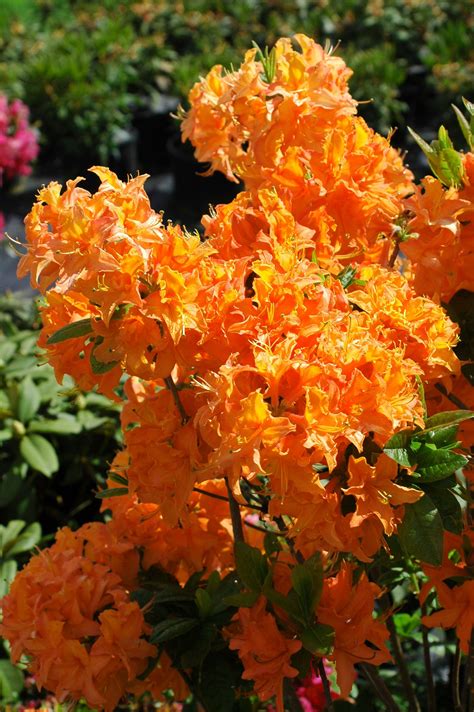 MANDARIN LIGHTS – Singing Tree Gardens Nursery