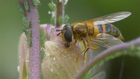 🔥 Hoverfly larvae are carnivorous. They eat aphids. The adult hoverflies will seek out plants ...