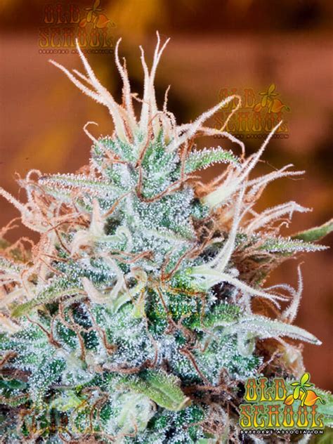 Z Cut Zen Hash Plant X Tuna Kush Seeds Old School Breeders Association