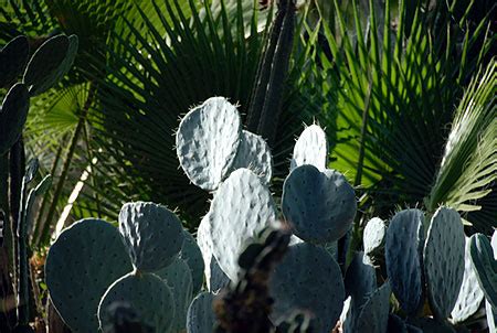 Forêt de cactus Plantes Jardin Majorelle Guéliz Marrakech