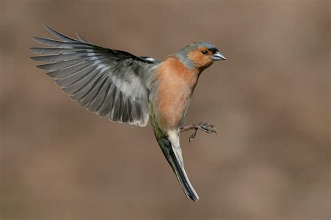 Crowd Results Backyard Birds Bird Photo Contest Photocrowd Photo