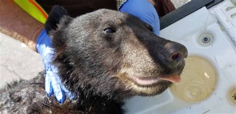 Hands On With Smoky Mountain Bears • RVing Revealed