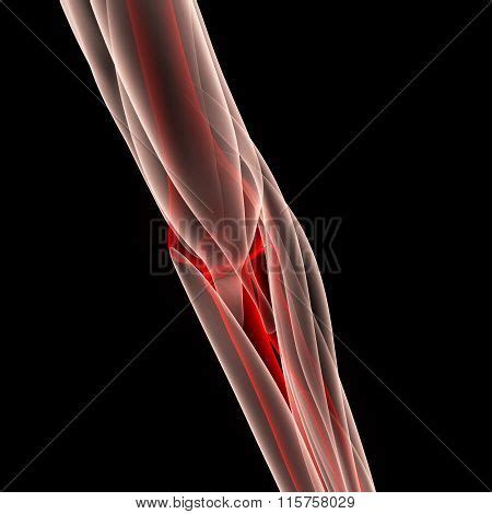 Elbow Joint Muscles Image & Photo (Free Trial) | Bigstock