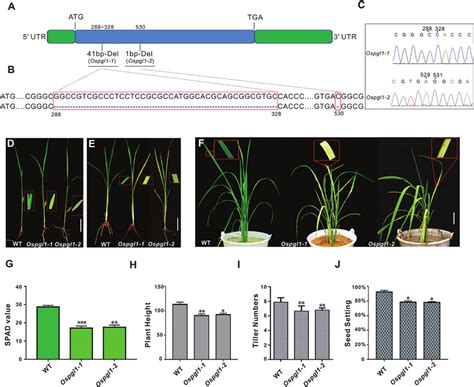 Mutant And Phenotypic Characterization Of Ospgl1 A Schematic Drawing