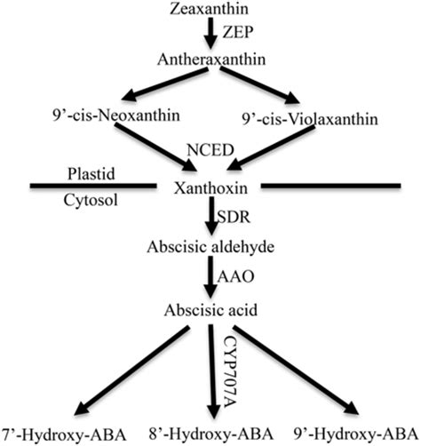 Aba Metabolic Pathway In Higher Plants Zep Zeaxanthin Epoxidase Download Scientific Diagram