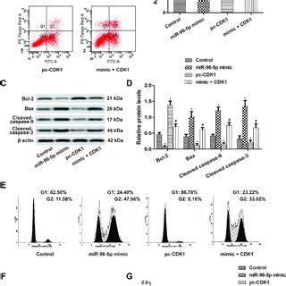 Effect Of MiR 96 5p On Cell Apoptosis And Cell Cycle A B Apoptosis