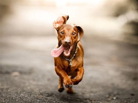 Cuáles son las palabras que aman los perros según la ciencia