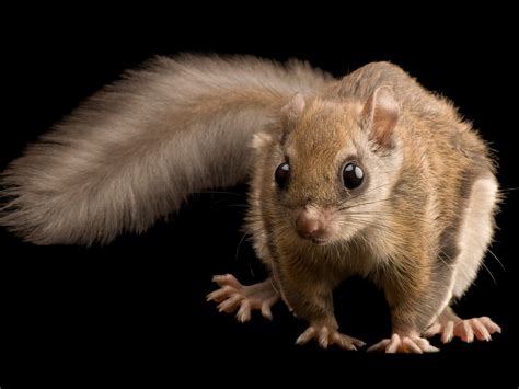 Flying Squirrel Pet