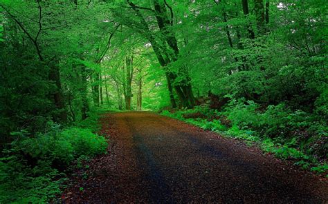 Wallpaper Sunlight Landscape Grass Branch Green Wilderness