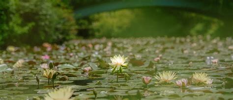 Te gusta el estanque de nenúfares de Monet Los nenúfares