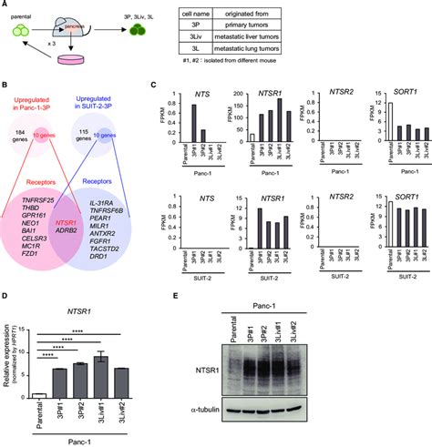 Identification Of A Key Molecule For Pancreatic Cancer Ntsr1 Using