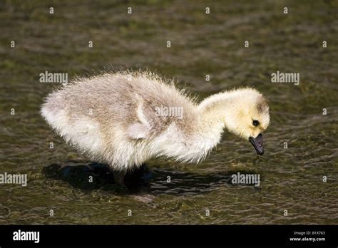 Canada Goose gosling feeding in a shallow stream Stock Photo - Alamy