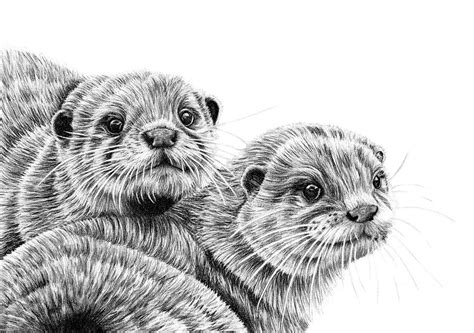 Asian small-clawed otters pair Drawing by Loren Dowding - Pixels