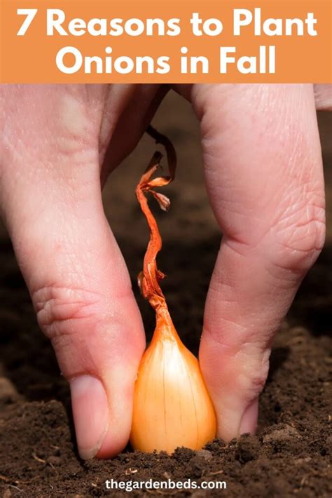 7 Reasons To Plant Onions In Fall Garden Beds