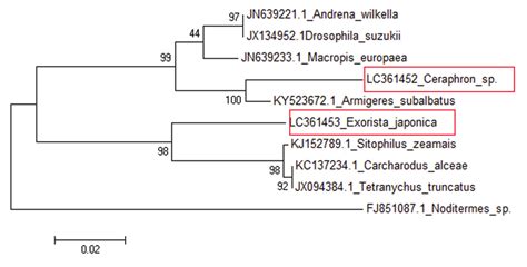 Neighbour Joining Tree Based On Wsp Gene Sequences Number Above