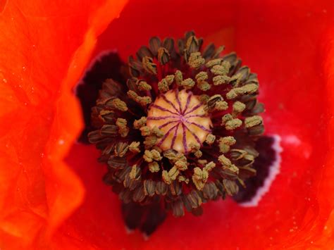 Kostenlose Foto Natur Blatt Blume Bl Tenblatt Pollen Rot Flora