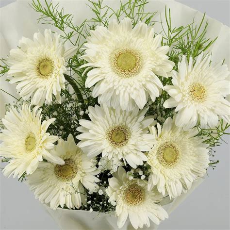 white gerbera flower  piece gerbera flowers  raipur id