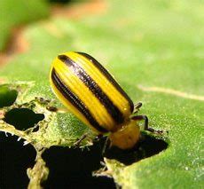 Cucumber Beetle Control: How To Get Rid Of Cucumber Beetles