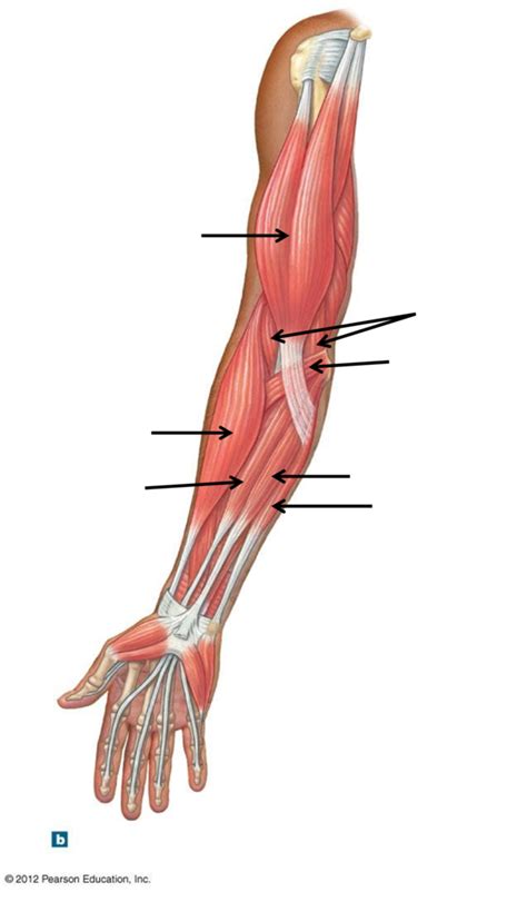 Anterior Arm Muscles Diagram Quizlet