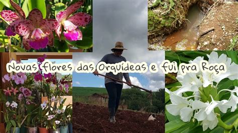 Novas FLORES no ORQUIDÁRIO fui pra ROÇA PLANTAR ALHO achei um LUGAR