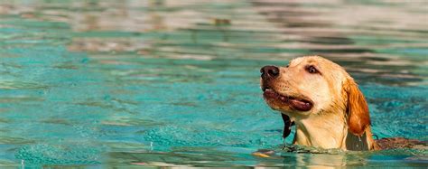 How To Train A Labrador Retriever To Swim Wag