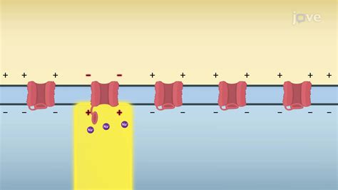 Propagation Of Action Potentials Anatomy And Physiology JoVe