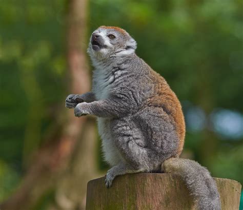 Eastern Lesser Bamboo Lemur Hapalemur Griseus