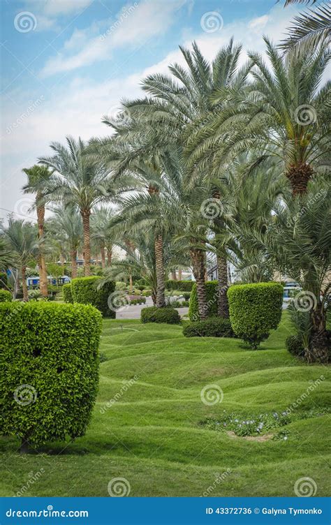 Beautiful Palm Trees In Tropical Garden Stock Photo Image Of Banch