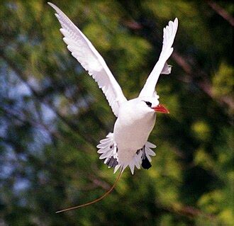 Red-tailed tropicbird - Simple English Wikipedia, the free encyclopedia