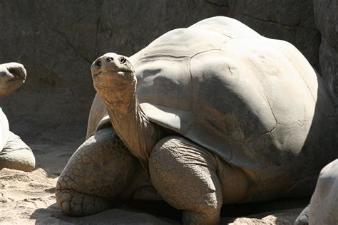 Smiling Tortoise Taken At The San Diego Zoo Paula Flickr