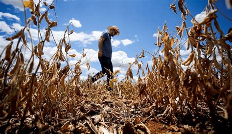 Monitoramento agrícola da Conab mostra que as condições climáticas