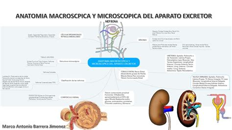 Lavar Ventanas Lo Anterior Distante Anatomia Macroscopica Y