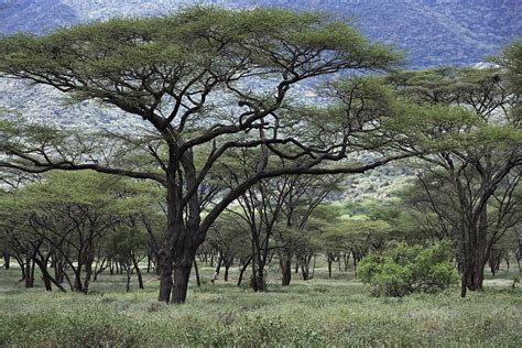 Akazien Bäume Kenia Afrika Bild Kaufen 70319857 Image Professionals