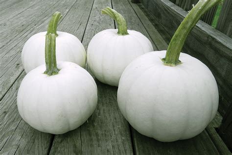 Blanco | White | Pumpkins | Products | Vegetables | Rupp Seeds